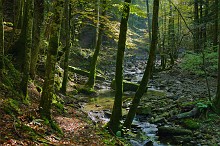 Nel Bosco della Lama